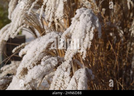 Erba di Pampas coperta di neve Foto Stock