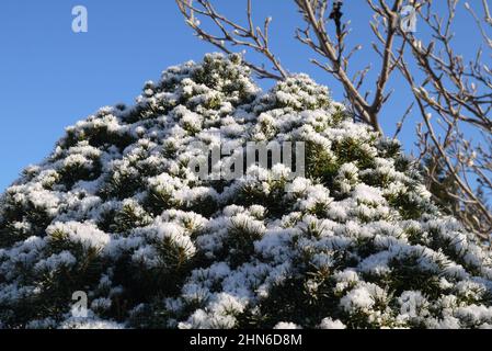 Pino coperto di neve con magnolia sullo sfondo Foto Stock