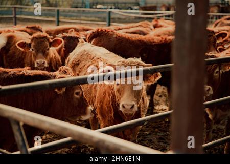 Mucche in piedi in una grande fattoria durante una giornata nuvolosa Foto Stock