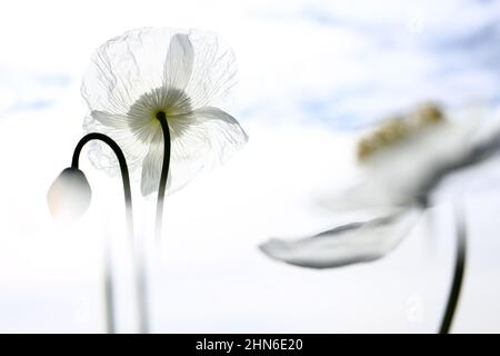 Campo di papaveri bianchi, chiamati anche l'oppio. Papaver somniferum Foto Stock