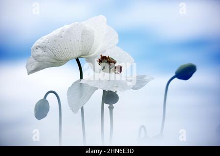 Campo di papaveri bianchi, chiamati anche l'oppio. Papaver somniferum Foto Stock