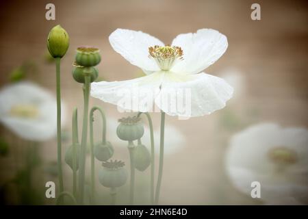 Campo di papaveri bianchi, chiamati anche l'oppio. Papaver somniferum Foto Stock