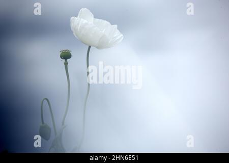 Campo di papaveri bianchi, chiamati anche l'oppio. Papaver somniferum Foto Stock