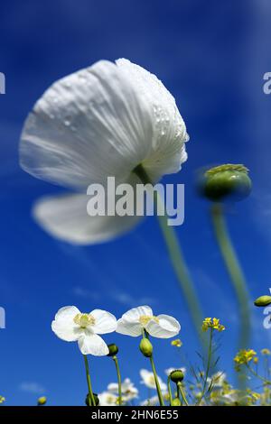 Campo di papaveri bianchi, chiamati anche l'oppio. Papaver somniferum Foto Stock