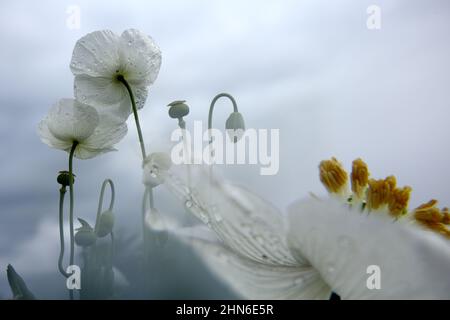 Campo di papaveri bianchi, chiamati anche l'oppio. Papaver somniferum Foto Stock
