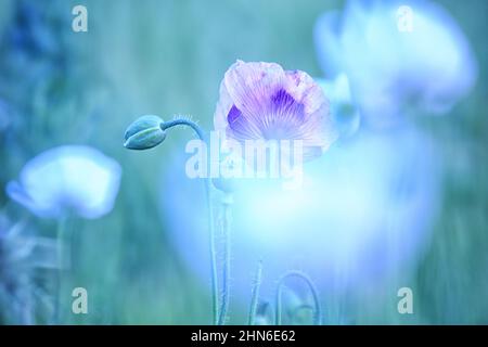 Campo di papaveri bianchi, chiamati anche l'oppio. Papaver somniferum Foto Stock