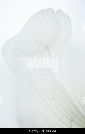 Campo di papaveri bianchi, chiamati anche l'oppio. Papaver somniferum Foto Stock