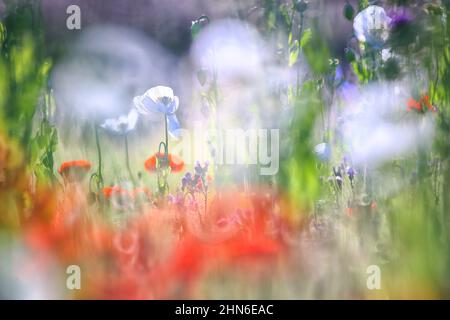 Campo di papaveri bianchi, chiamati anche l'oppio. Papaver somniferum Foto Stock