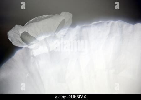 Campo di papaveri bianchi, chiamati anche l'oppio. Papaver somniferum Foto Stock