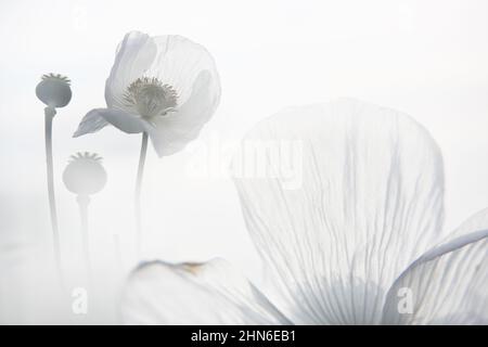 Campo di papaveri bianchi, chiamati anche l'oppio. Papaver somniferum Foto Stock