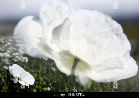 Campo di papaveri bianchi, chiamati anche l'oppio. Papaver somniferum Foto Stock