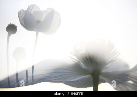 Campo di papaveri bianchi, chiamati anche l'oppio. Papaver somniferum Foto Stock