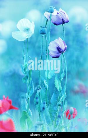 Campo di papaveri da oppio - Papaver somniferum. Foto Stock