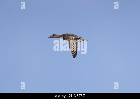 Eurasian Wigeon (Mareca penelope) femmina adulta volare, Suffolk, Inghilterra, febbraio Foto Stock