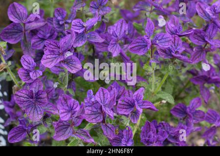 Salvia viridis 'Lunedì Blu', salvia blu fioritura nel mese di settembre. REGNO UNITO Foto Stock