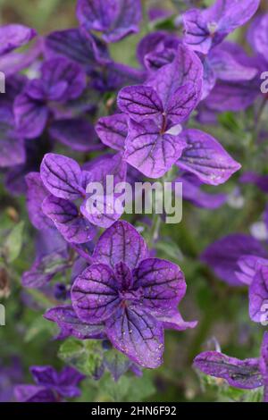 Salvia viridis 'Lunedì Blu', salvia blu fioritura nel mese di settembre. REGNO UNITO Foto Stock