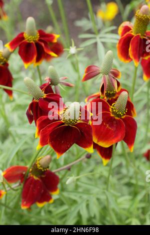 Ratibida columnifera 'Red Midget' prateria coneflower. REGNO UNITO Foto Stock