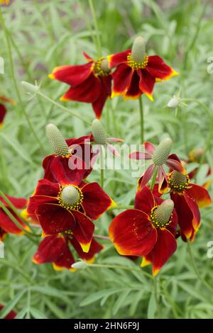 Ratibida columnifera 'Red Midget' prateria coneflower. REGNO UNITO Foto Stock