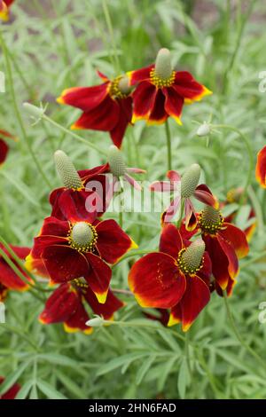 Ratibida columnifera 'Red Midget' prateria coneflower. REGNO UNITO Foto Stock