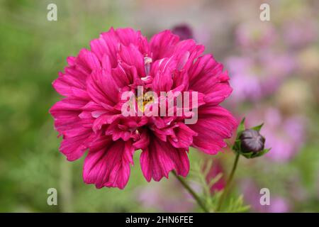 COSMOS Bipinnatus 'Double Click Cranberries' fiori nel mese di settembre. REGNO UNITO. Foto Stock