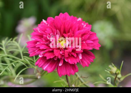 COSMOS Bipinnatus 'Double Click Cranberries' fiori nel mese di settembre. REGNO UNITO. Foto Stock
