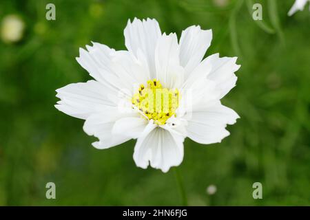 COSMOS bipinnatus 'Double Click Snow Puff' fiori a fine estate. REGNO UNITO Foto Stock
