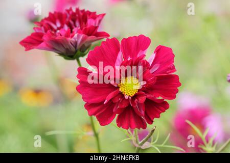 COSMOS Bipinnatus 'Double Click Cranberries' fiori nel mese di settembre. REGNO UNITO. Foto Stock
