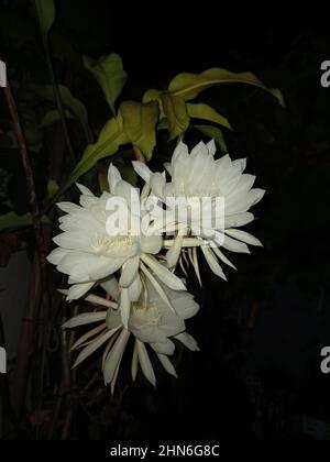 Bella grande bianco profumato una notte fiore del tubo di Dutchman cactus o regina della notte. Epiphyllum ossipetalum. Sfondo scuro Foto Stock