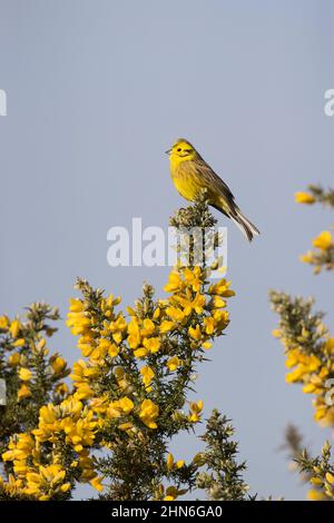 Yellowhammer (Emberiza citrinella) maschio adulto arroccato su Gorse comune (Ulex europaeus), Suffolk, Inghilterra, aprile Foto Stock