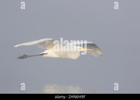 Grande airet bianco / comune airet (Ardea alba / Egretta alba) in piumage non-breeding volare su acqua di stagno in una mattina presto nebbiosa in nebbia fitta Foto Stock