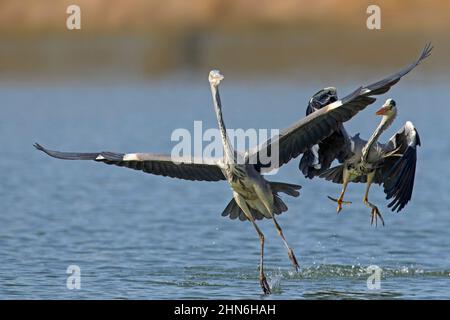 Due aironi grigi (Ardea cinerea) che combattono nel lago. Airone grigio territoriale che insegue rivale via in primavera Foto Stock