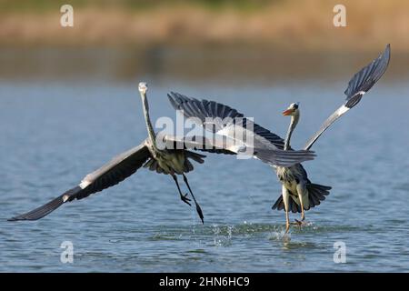 Due aironi grigi (Ardea cinerea) che combattono nel lago. Airone grigio territoriale che insegue rivale via in primavera Foto Stock