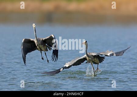 Due aironi grigi (Ardea cinerea) che combattono nel lago. Airone grigio territoriale che insegue rivale via in primavera Foto Stock