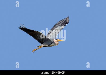 Airone grigio (Ardea cinerea) in volo contro il cielo blu Foto Stock