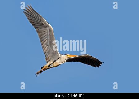 Airone grigio (Ardea cinerea) in volo contro il cielo blu Foto Stock