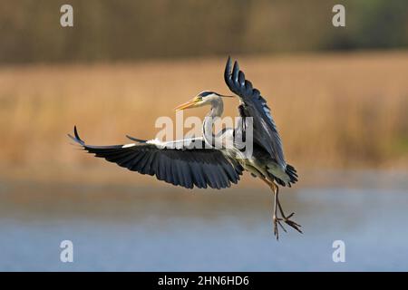 Airone grigio (Ardea cinerea) atterraggio con ali sparse in acque poco profonde del lago Foto Stock