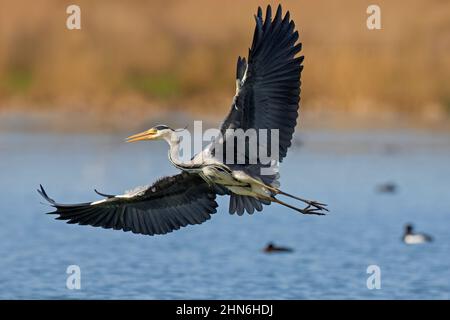 Airone grigio (Ardea cinerea) che vola sulle acque del lago Foto Stock