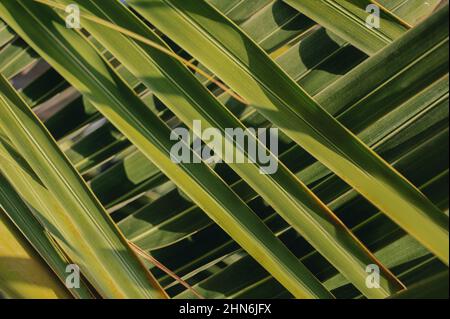 La palma verde intrecciata lascia lo sfondo, la geometria della natura Foto Stock