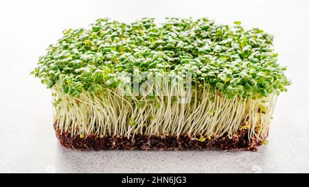 La rucola microgreens germogli in contenitore di plastica primo piano Foto Stock