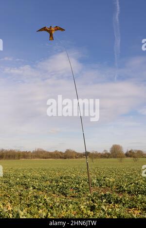 Falco aquilone sparviere agricolo in un campo che protegge le colture. Foto Stock