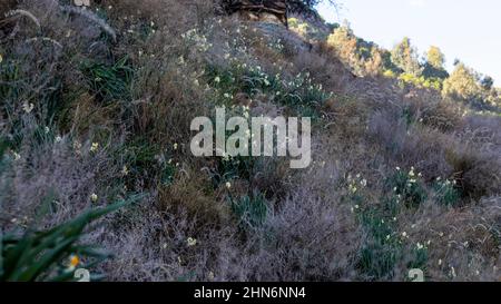 Piante di naffodils che crescono sulla montagna Foto Stock