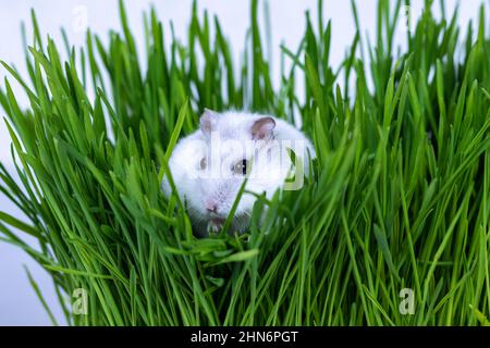 Il criceto bianco Djungariano si siede in erba verde da vicino. Foto Stock