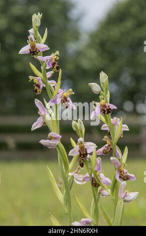 Un picco di fiore impressionante del orchidea dell'ape. Un mimico sneaky per attrarre un'ape per ottenere impollinato . Suffolk, Regno Unito Foto Stock