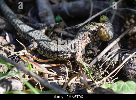 primo piano di una lucertola con una larva a coleotteri in bocca Foto Stock