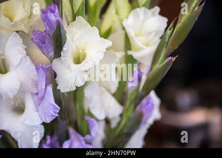 Un bouquet di gladiolo bianco contro una parete bianca. Cornice orizzontale Foto Stock