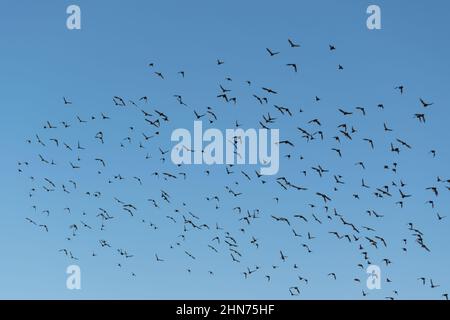 Gregge di piccioni in volo contro il cielo blu, uccelli in aria Foto Stock
