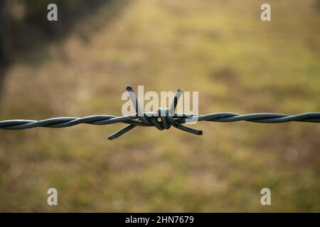 Un'immagine del filo spinato si avvicina a uno sfondo sfocato Foto Stock