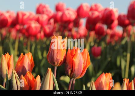 tulipani arancioni primo piano e tulipani rossi con cielo blu sullo sfondo nei campi di bulbo nei paesi bassi in primavera Foto Stock