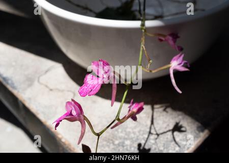 Una nuova Comparettia falcata orchidea raccolta in fiore che viene reidratata prima di piantare. Foto Stock