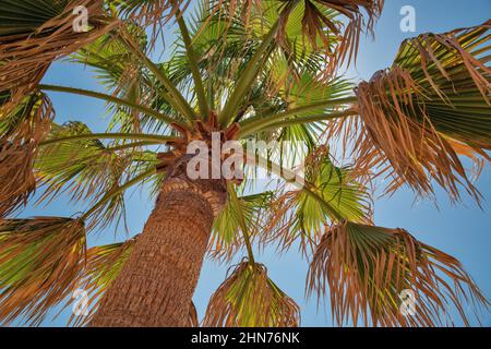 Sunny dayt tronco e corona di una palma tropicale, vista dal basso Foto Stock